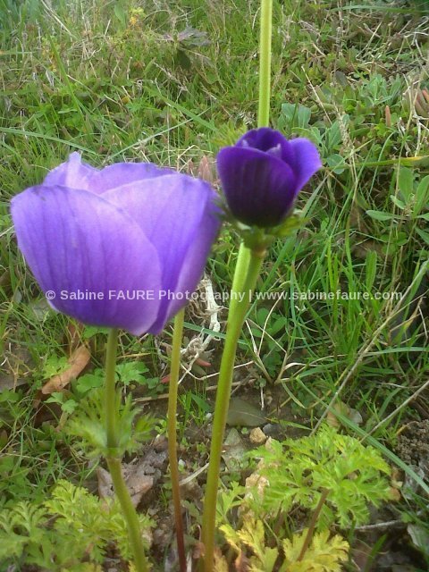 Anemone en Provence
Photographe:Sabine FAURE