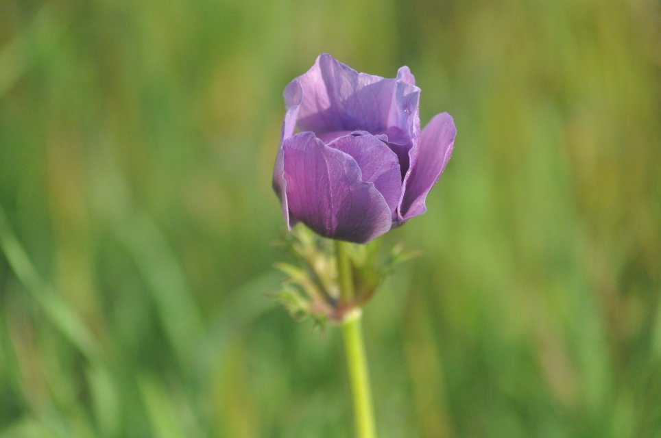Anemone violette en Provence
Photographe:Sabine FAURE