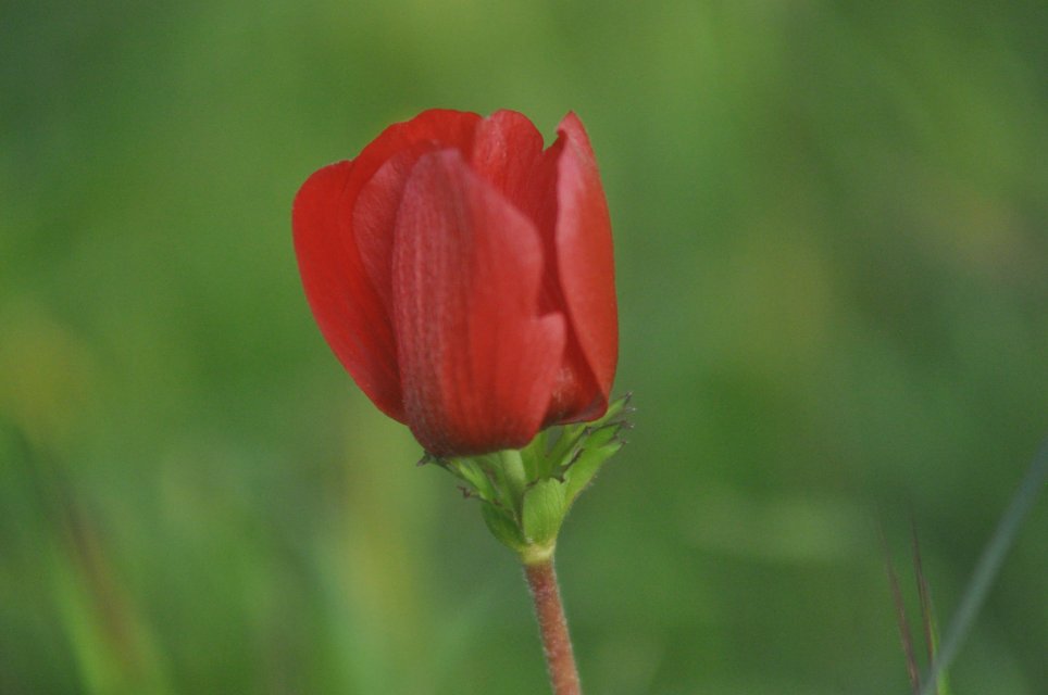 Anemone Rouge de Provence
Photographe:Sabine FAURE
