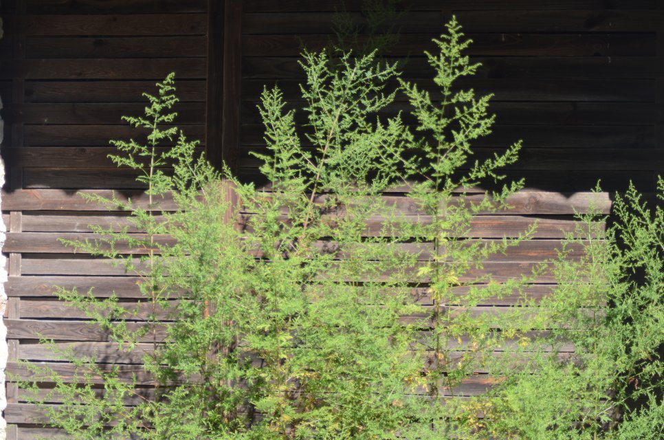 Artemisia Annua Bio en Provence