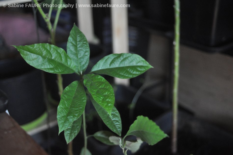 Avocatier BIO en  PROVENCE
Trait&eacute; aux Biostimulants WAIKAITU Concentr&eacute;s d'Agues Liquides de NOUVELLE-ZELANDE &eacute;labor&eacute;s exclusivement avec les Agues Brunes Undaria Pinnatifida
des eaux pures des MARLBOROUGH SOUNDS