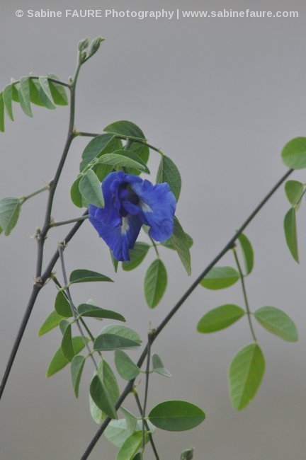 Organic Butterfly Pea Flower from Thailand in Provence