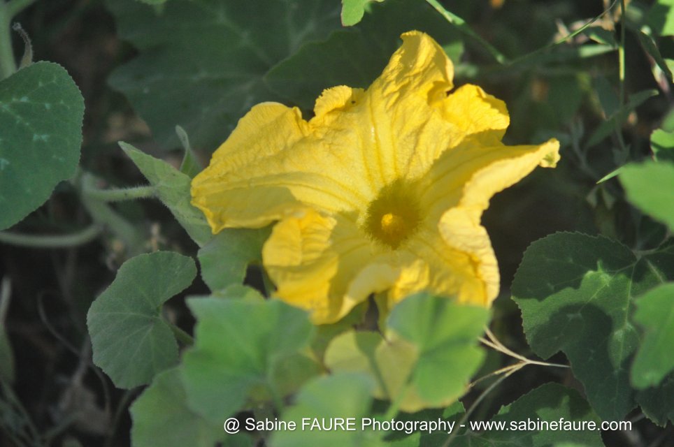 Fleur de Citrouille Bio en PROVENCE