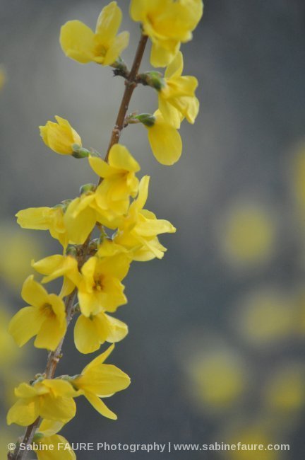 Forsythia X Intermedia Spectabilis  Bio en Provence - Acheter une Carte Postale de Forsythia X Intermedia Spectabilis - Photographe : Sabine FAURE