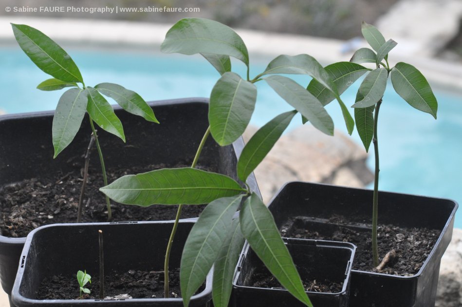 Mangoes in Provence