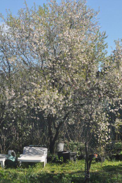 Organic Almond Tree Flowering in March in Provence