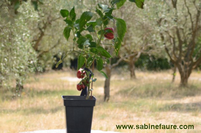 Organic Red Peppers in August in Provence