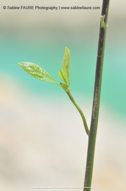 Avocatier BIO en  PROVENCE
Traité aux Biostimulants WAIKAITU Concentrés d'Agues Liquides de NOUVELLE-ZELANDE élaborés exclusivement avec les Agues Brunes Undaria Pinnatifida
des eaux pures des MARLBOROUGH SOUNDS