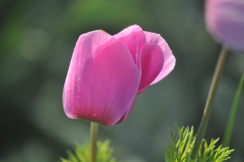 Anemone in Provence 
Photographer:Sabine FAURE