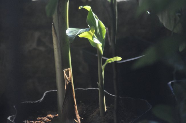 Le Bananier Bio Musa Helen est un hybride de deux variétés résistantes au froid (Musa Sikkimensis & Musa Chini-Champa) . Rejet de Bananier qui grandit sou l'arbre mère en décembre en Provence..