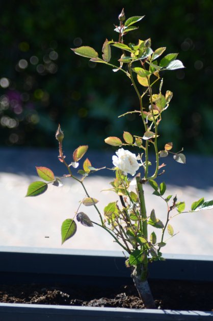 Rosier Blanc Tiramisu Bio en Fleurs en Mai en PROVENCE